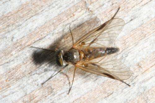 Réf. 335 845 : Rhagio lineola
